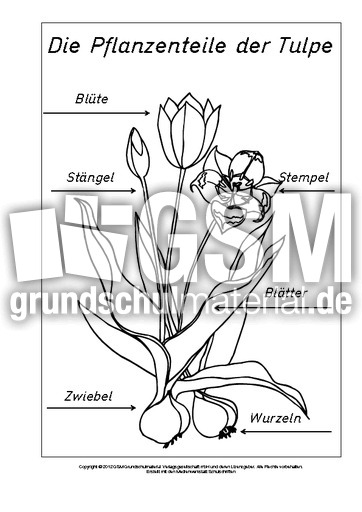 Teile-der-Tulpe-beschriftet-SW.pdf